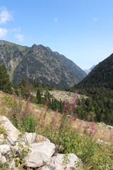 Paysage de montagne avec fleurs roses temps ensoleillé forêt et roche