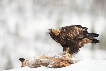 Golden Eagle feeding on a dead red fox