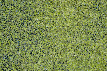 texture background of green algae filled water surface