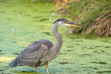 great blue heron fishing in the green pond 