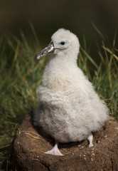 Close-up of a young Black-browed Albatross chick