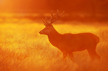Red deer standing in grass at dawn in autumn
