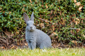 cute grey bunny sitting on the green grass near the bush looking at you