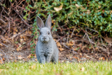 Naklejka na ściany i meble cute grey bunny sitting on the green grass near the bush looking at you