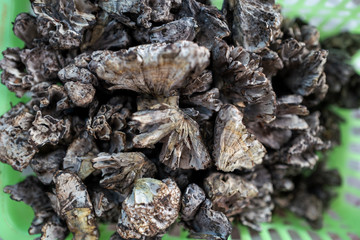 A variety of wild edible fungi with soil
