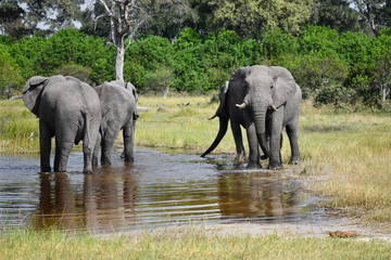 Fototapeta premium Elephant in Chobe National Park Botswana