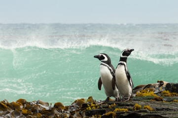 Obraz premium Two Magellanic penguins standing on a shore