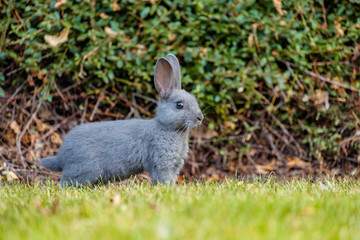 Naklejka na ściany i meble cute grey bunny standing on the green grass near the bush