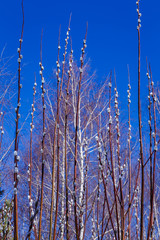 sunny day without clouds with beautiful blue sky; branches and birch on a beautiful blue sky background