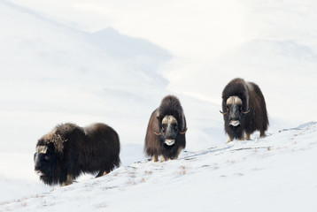 Three male Musk Oxen standing in snowy mountains - obrazy, fototapety, plakaty