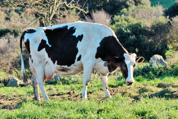 White with black spotted cow is grazed on the green meadow
