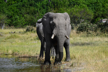 Obraz premium Elephant in Chobe National Park Botswana