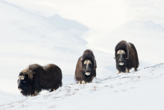 Three male Musk Oxen standing in snowy mountains