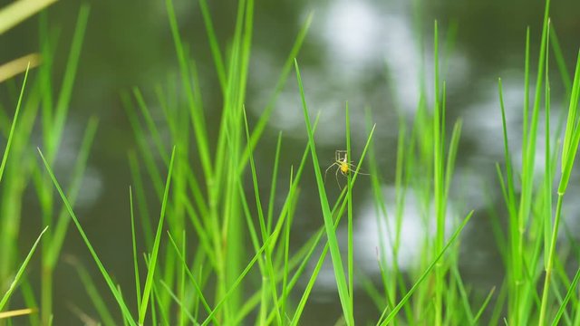 Spider on grass with the wind