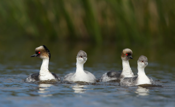 A family of Silvery Grebes swimming in a lake