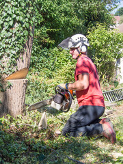 Tree Surgeon makes the first cut when cutting down a small tree.