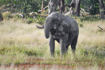 Elephant in Chobe National Park Botswana