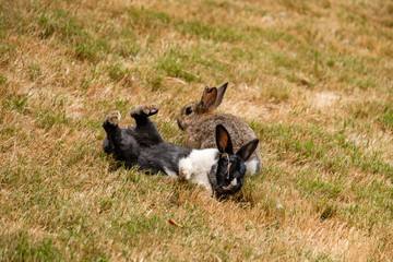 cute black rabbit with white chest flipping around near the brown rabbit on the grass ground