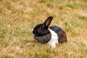 portrait of cute black rabbit with white chest sitting on the grass ground looking at you with one eye