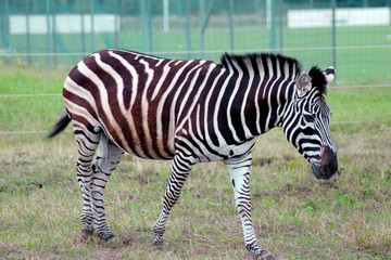 Zebra walking on the green grass in the Aviary