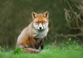 Obraz na płótnie Canvas Close up of a Red fox sitting in the grass.