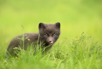 Arctic fox cub sitting in the grass