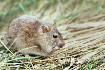 Close-up of a rat feeding in the field.