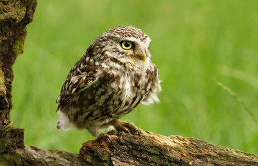 Little owl perching on a tree log