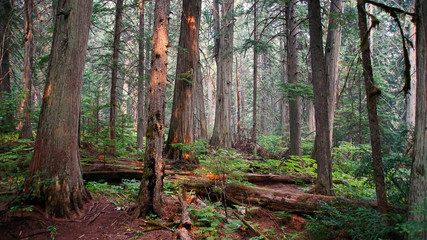 giant cedars boardwalk 1