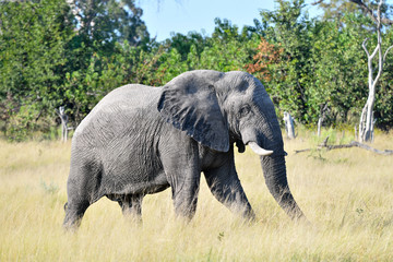 Elephant in Chobe National Park Botswana