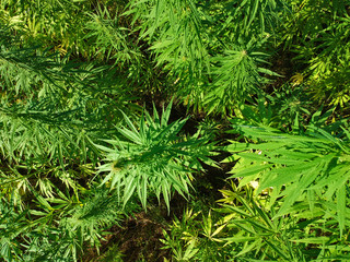 Aerial view on marijuana weed field.