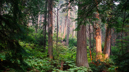 giant cedars boardwalk 5.