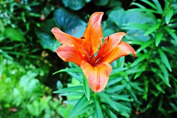 Fototapeta premium Flower