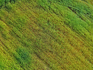 Aerial view on rows of marijuana weed field.