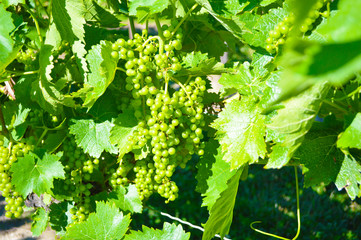 Green Fresh Grapes for Delicious Wine in Canada