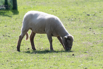 Fototapeta premium A newly shorn lamb