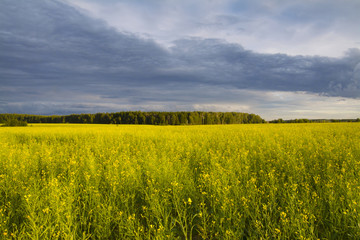 Fototapeta premium Yellow flowers grow on the field. 