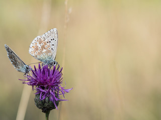 The chalkhill blue (Polyommatus coridon) are butterflies in the family Lycaenidae.
