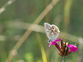 The chalkhill blue (Polyommatus coridon) is a butterfly in the family Lycaenidae.