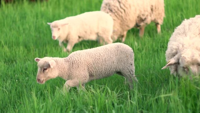 cute lamb playing on stone and eating grass at ameger f&aelig;lled copenhagen denmark 2018 summer