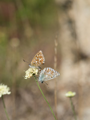 Pair of mating chalkhill blue (Polyommatus coridon) butterflies in the family Lycaenidae.