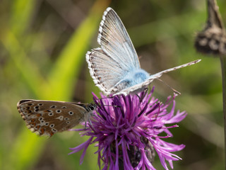 The chalkhill blue (Polyommatus coridon) are butterflies in the family Lycaenidae.