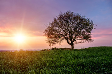 Obraz premium A lonely tree on a green hill during sunset. A beautiful sunset among the tuscany hills. Purple sky with clouds at sunset. Italy.