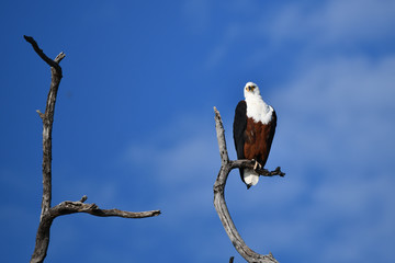 Fish Eagle Chobe River