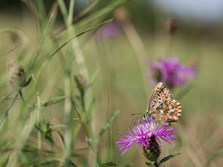 The chalkhill blue (Polyommatus coridon) is a butterfly in the family Lycaenidae.
