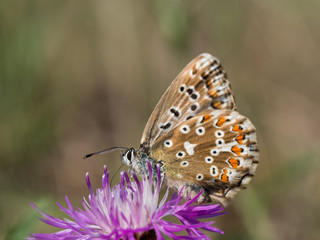 The chalkhill blue (Polyommatus coridon) is a butterfly in the family Lycaenidae.