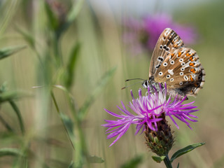 The chalkhill blue (Polyommatus coridon) is a butterfly in the family Lycaenidae.