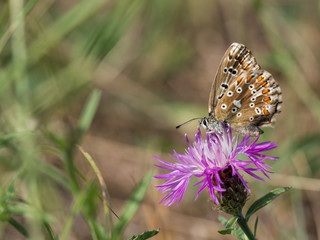 The chalkhill blue (Polyommatus coridon) is a butterfly in the family Lycaenidae.