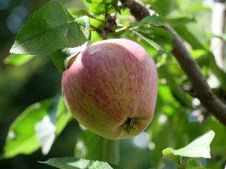 Apple,  red Apple in a tree