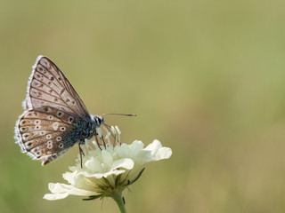 The chalkhill blue (Polyommatus coridon) is a butterfly in the family Lycaenidae.